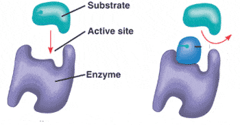 sc-8 sb-1-Metabolism & Enzymesimg_no 91.jpg